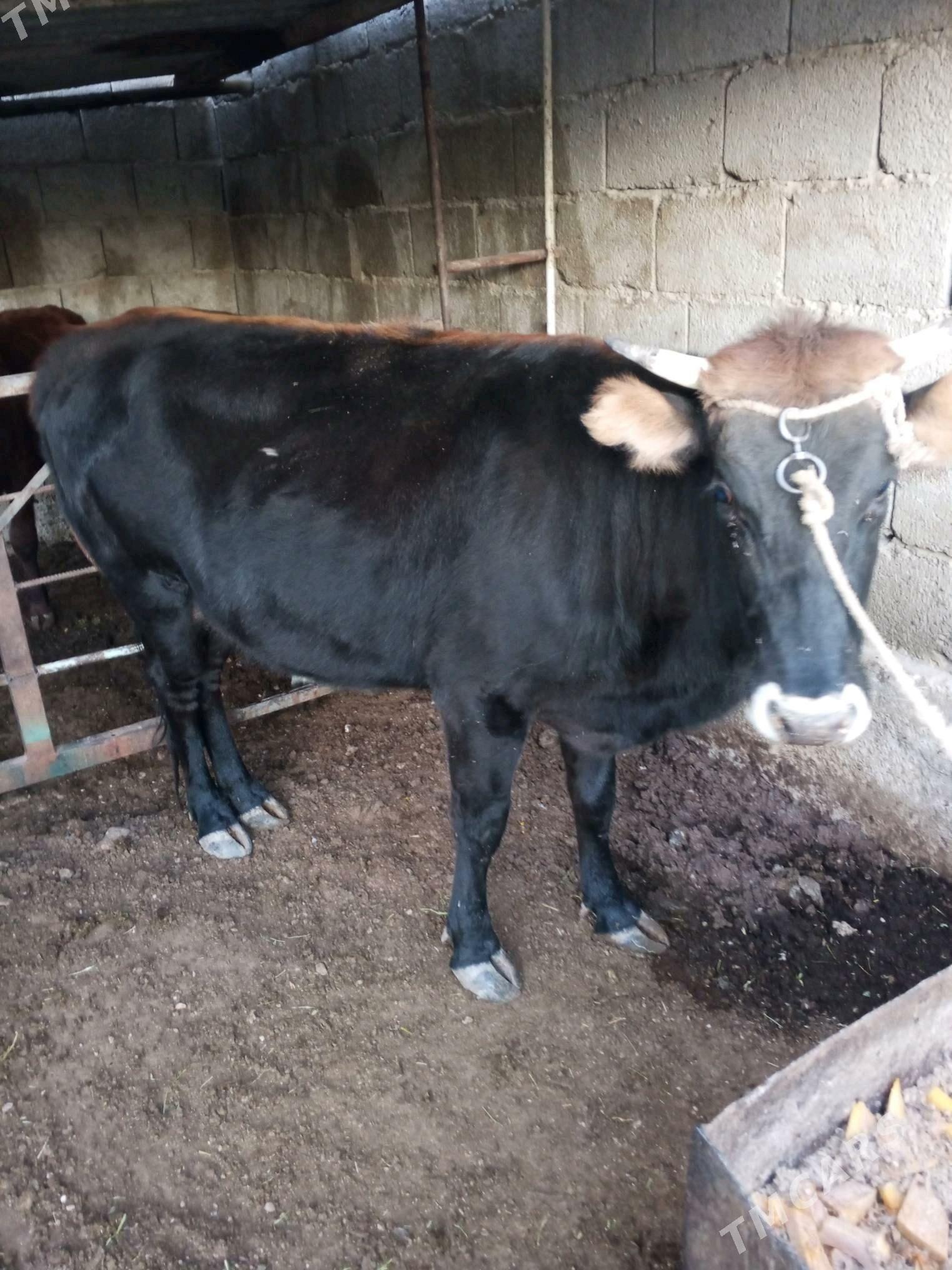 okuz sygyr - Balkanabat - img 1