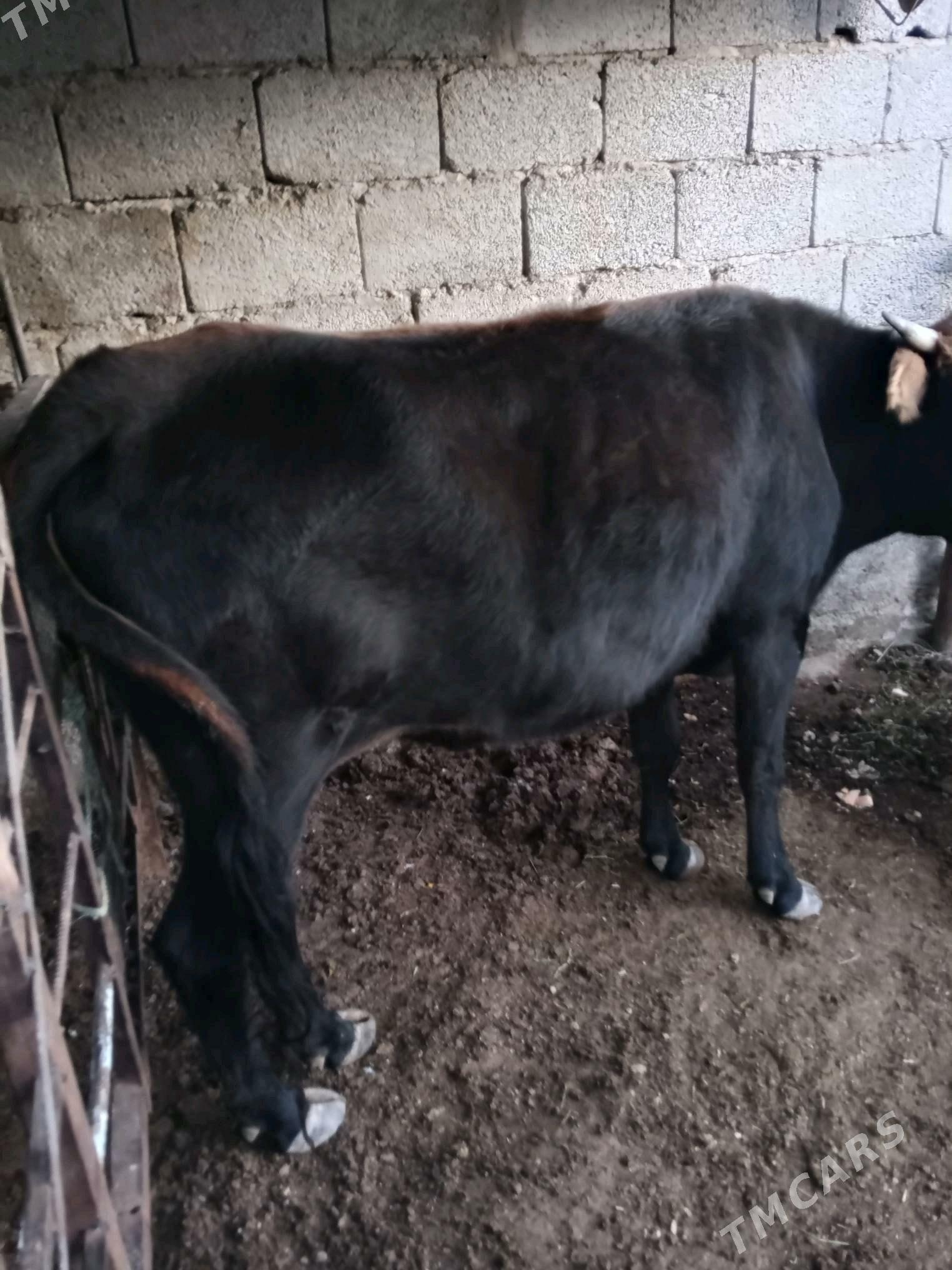 okuz sygyr - Balkanabat - img 3