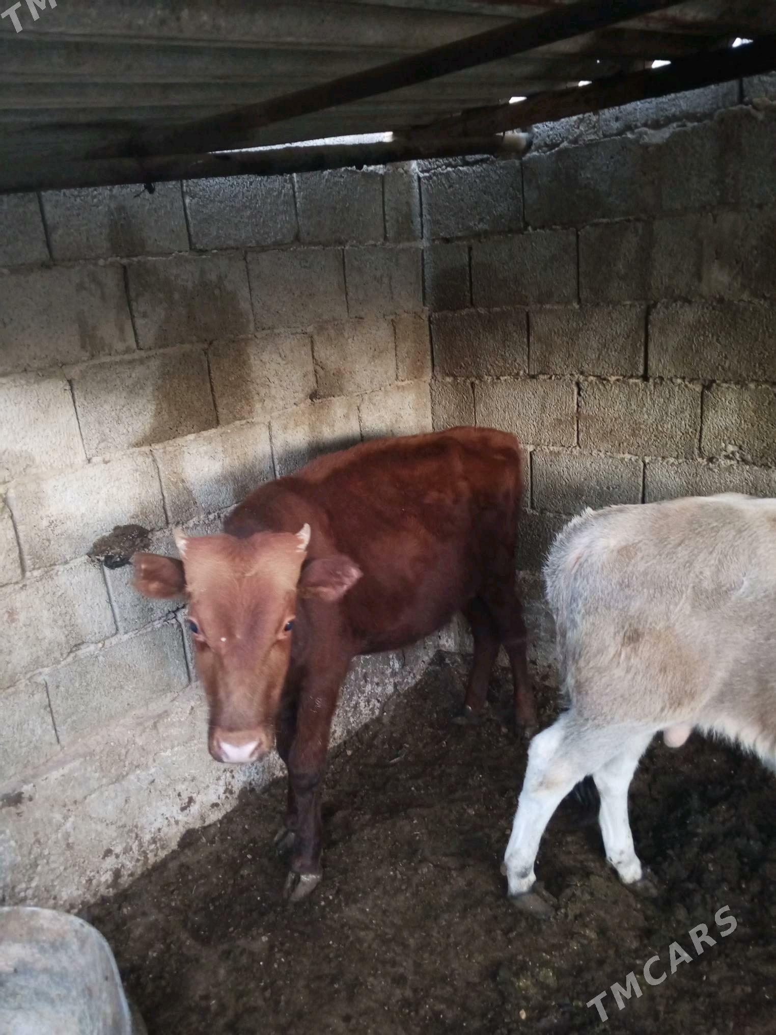 okuz sygyr - Balkanabat - img 2