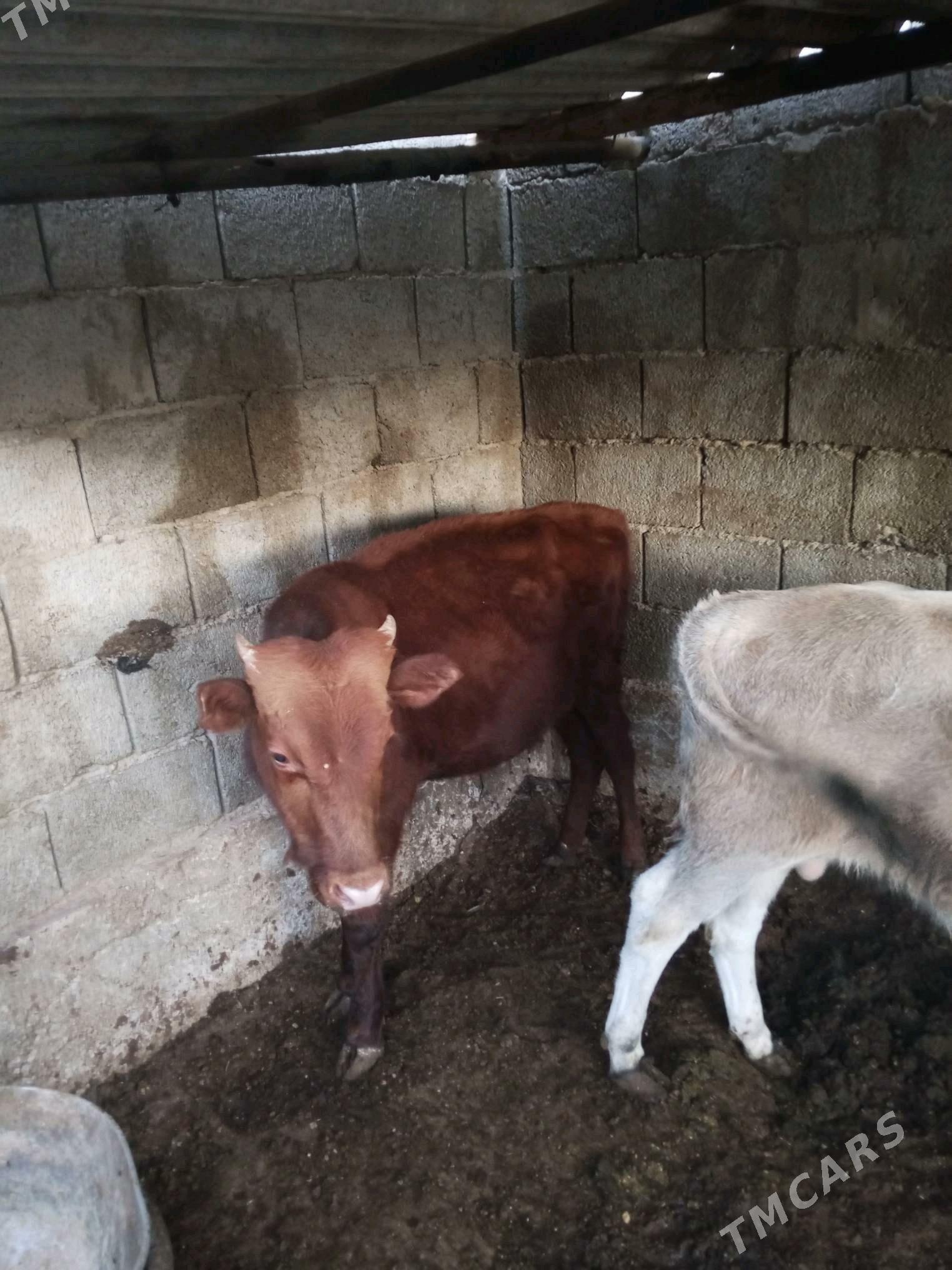 okuz sygyr - Balkanabat - img 4