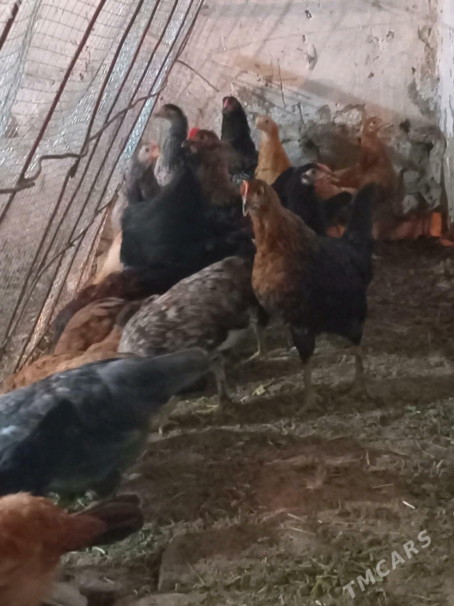 towuklar - Mary - img 1