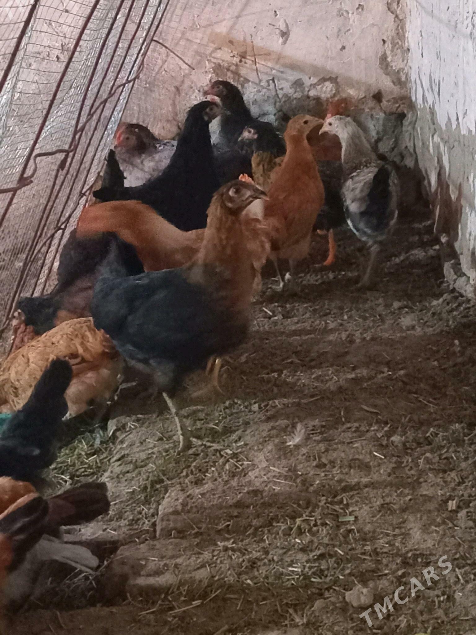 towuklar - Mary - img 3