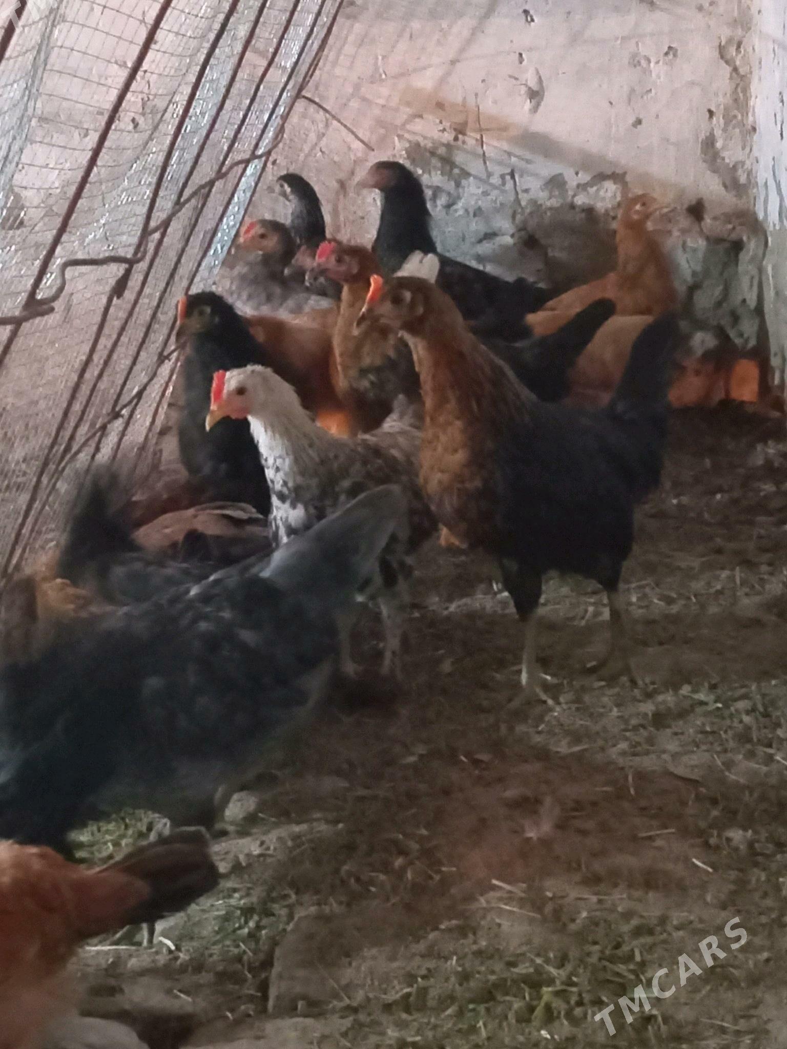 towuklar - Mary - img 2