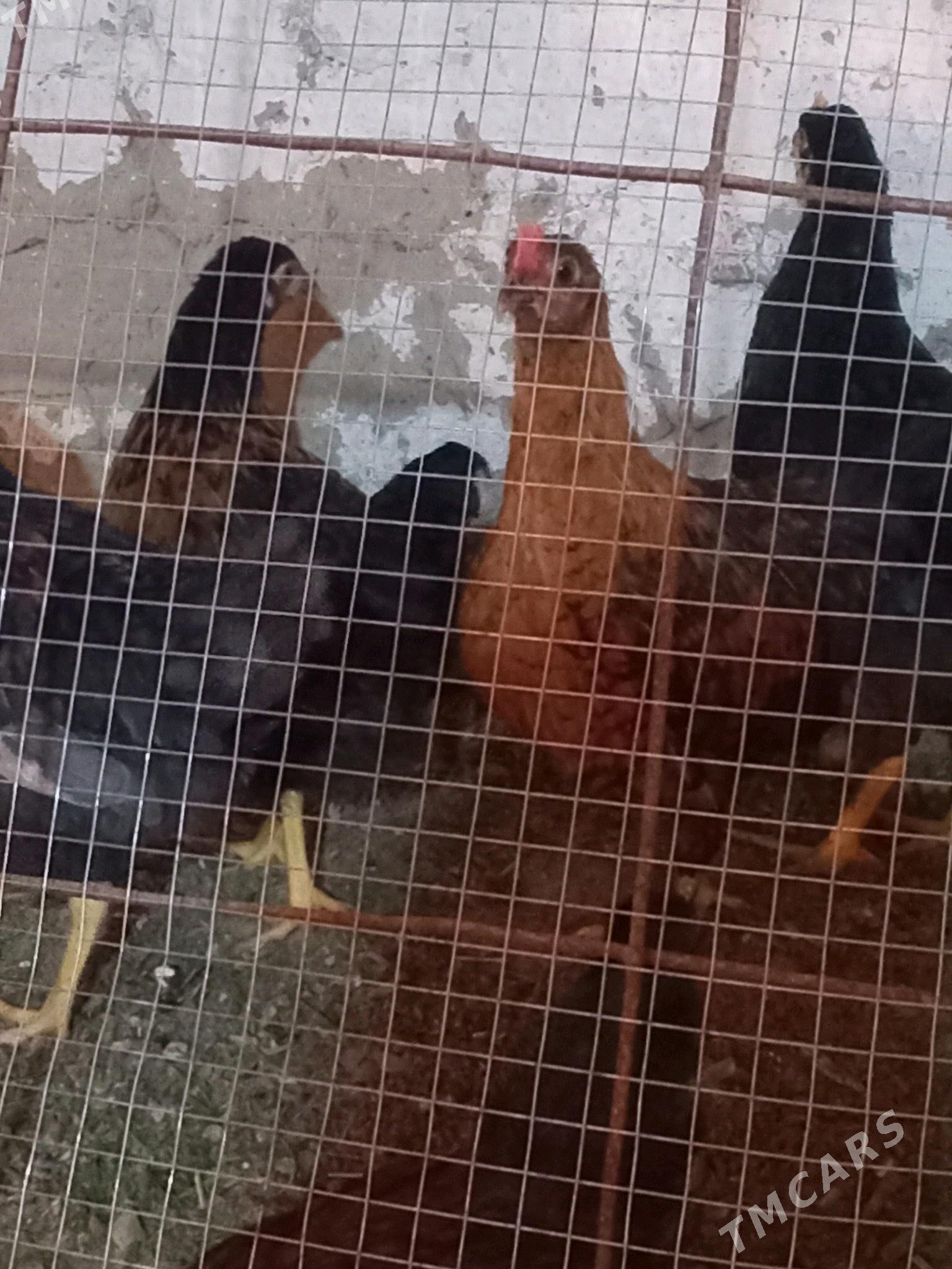 towuklar - Mary - img 5