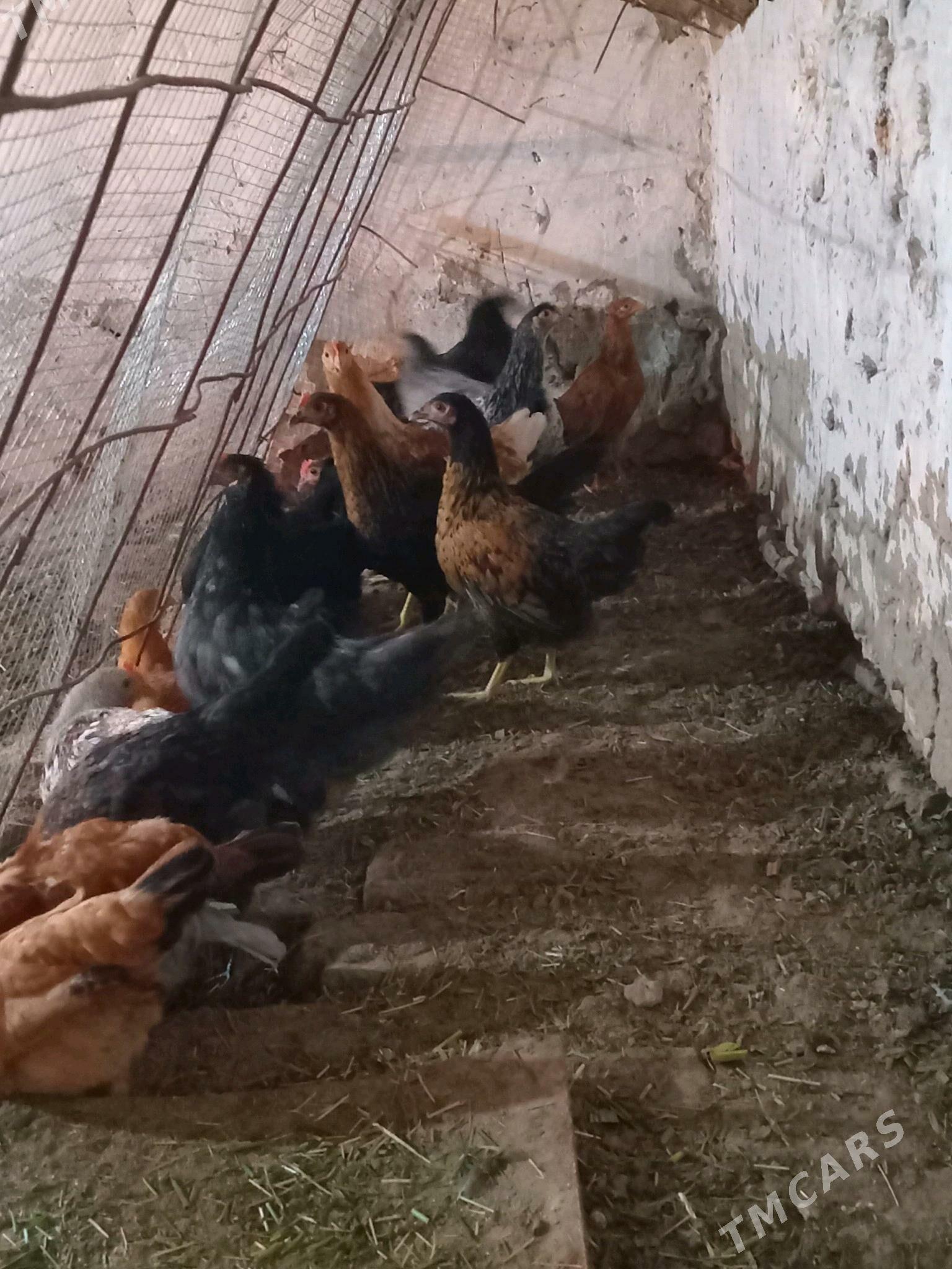 towuklar - Mary - img 4