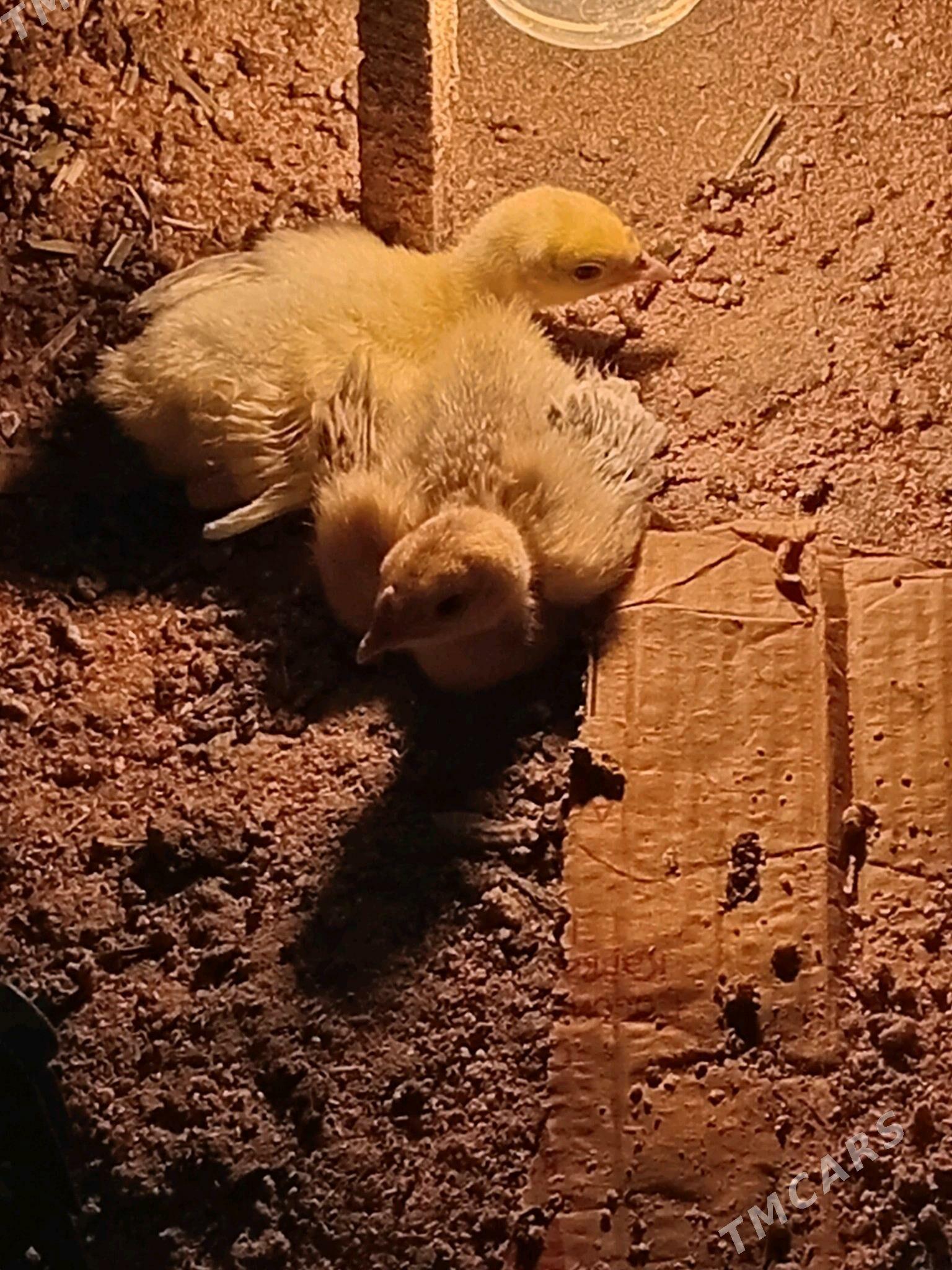 towuklar - Mary - img 7