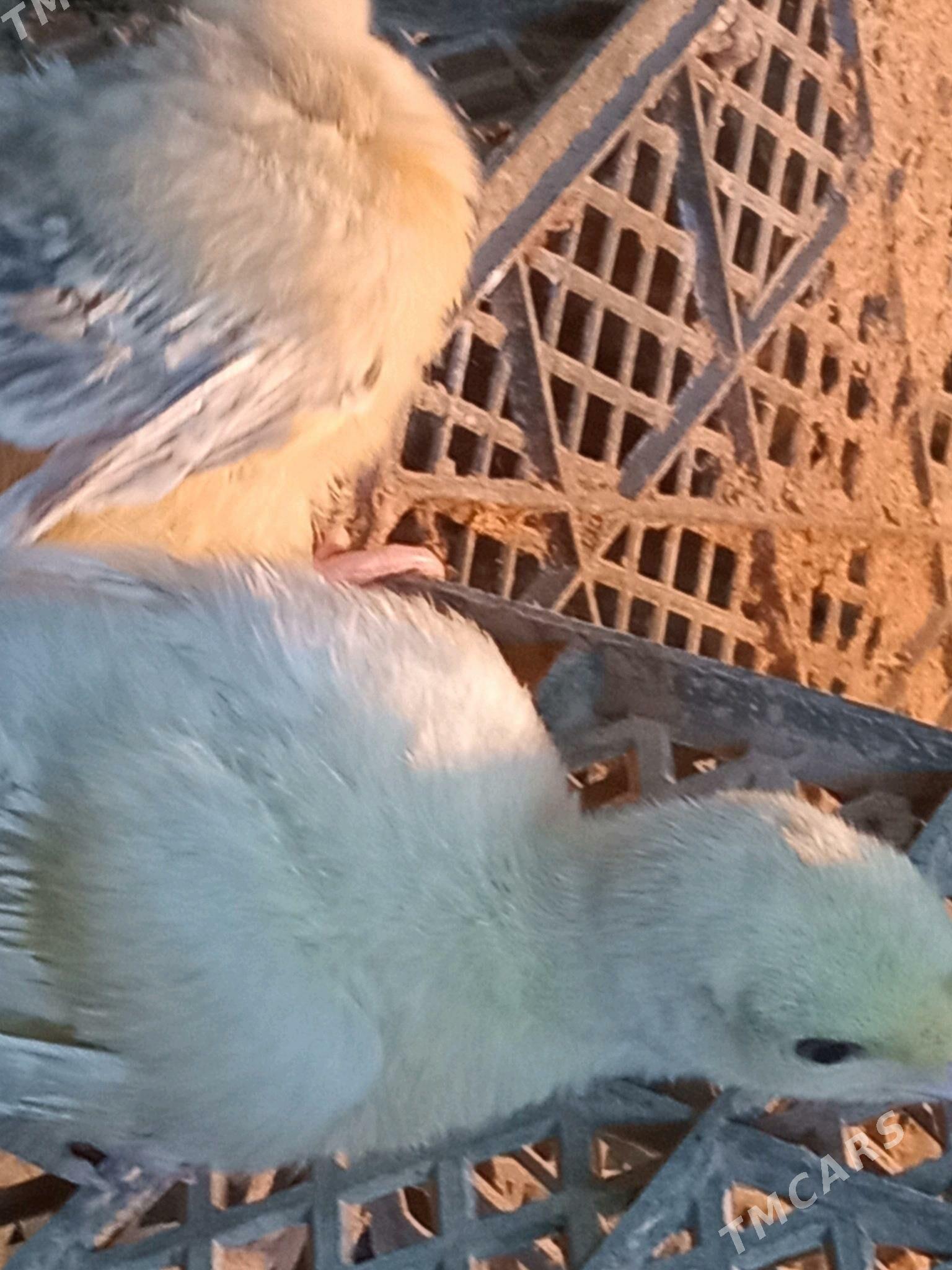 towuklar - Mary - img 6