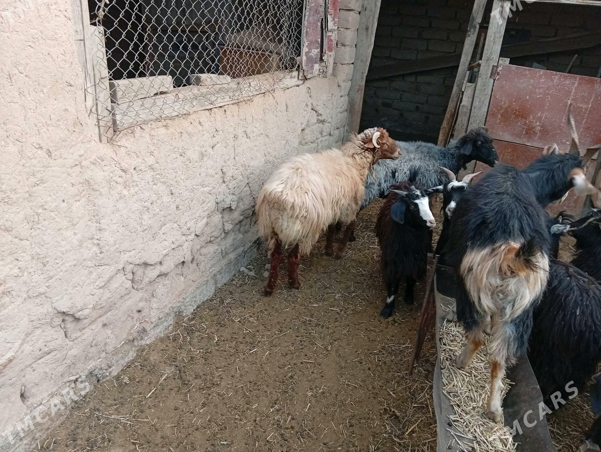 goc - Махтумкули - img 1