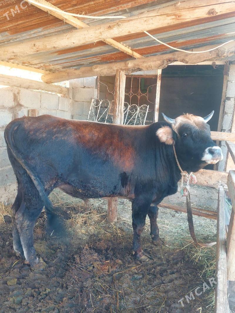 Ökuz - Гёкдепе - img 2