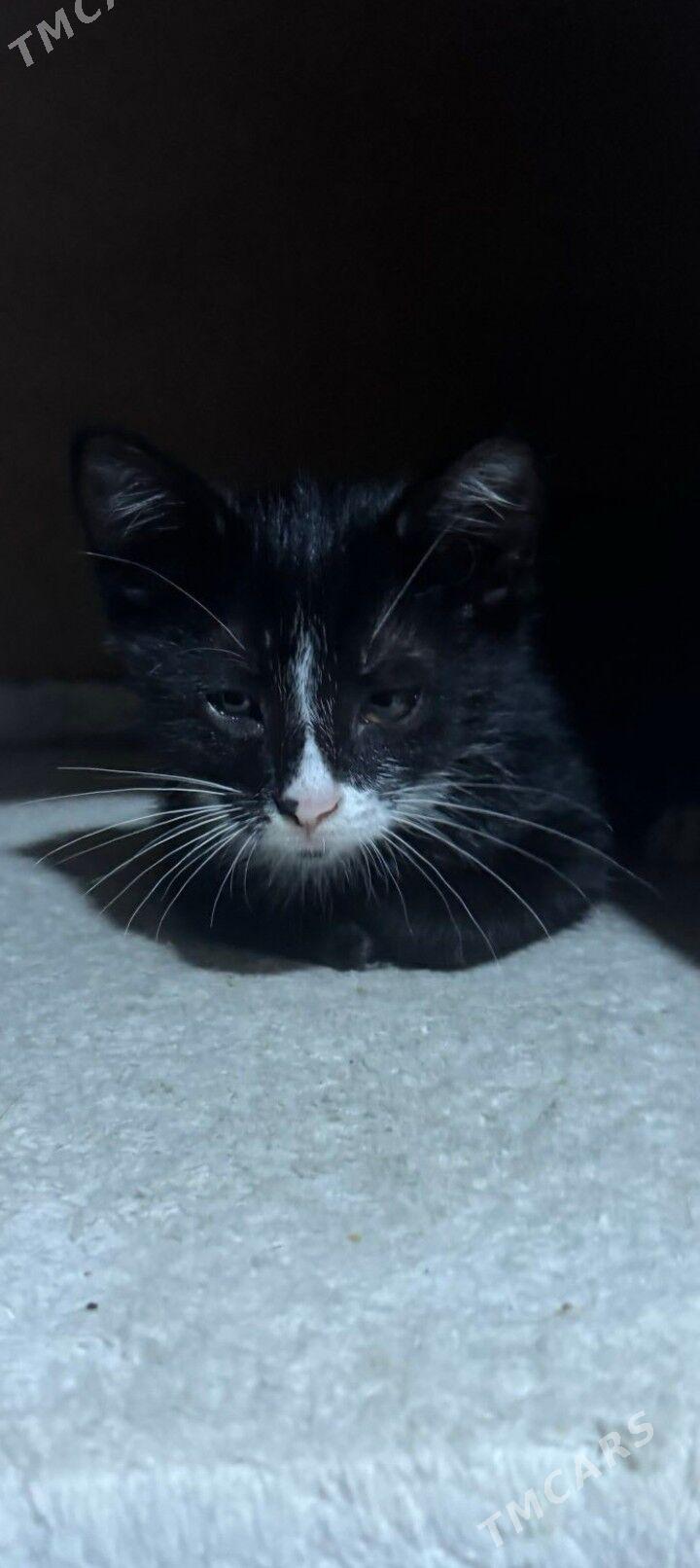 котята - Ашхабад - img 3