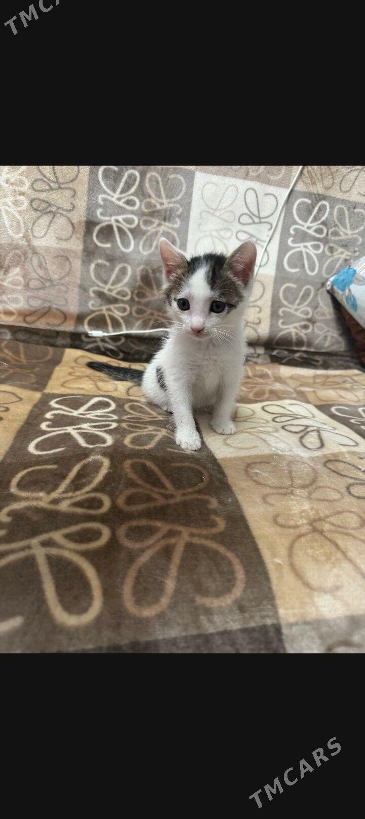 котята - Ашхабад - img 1