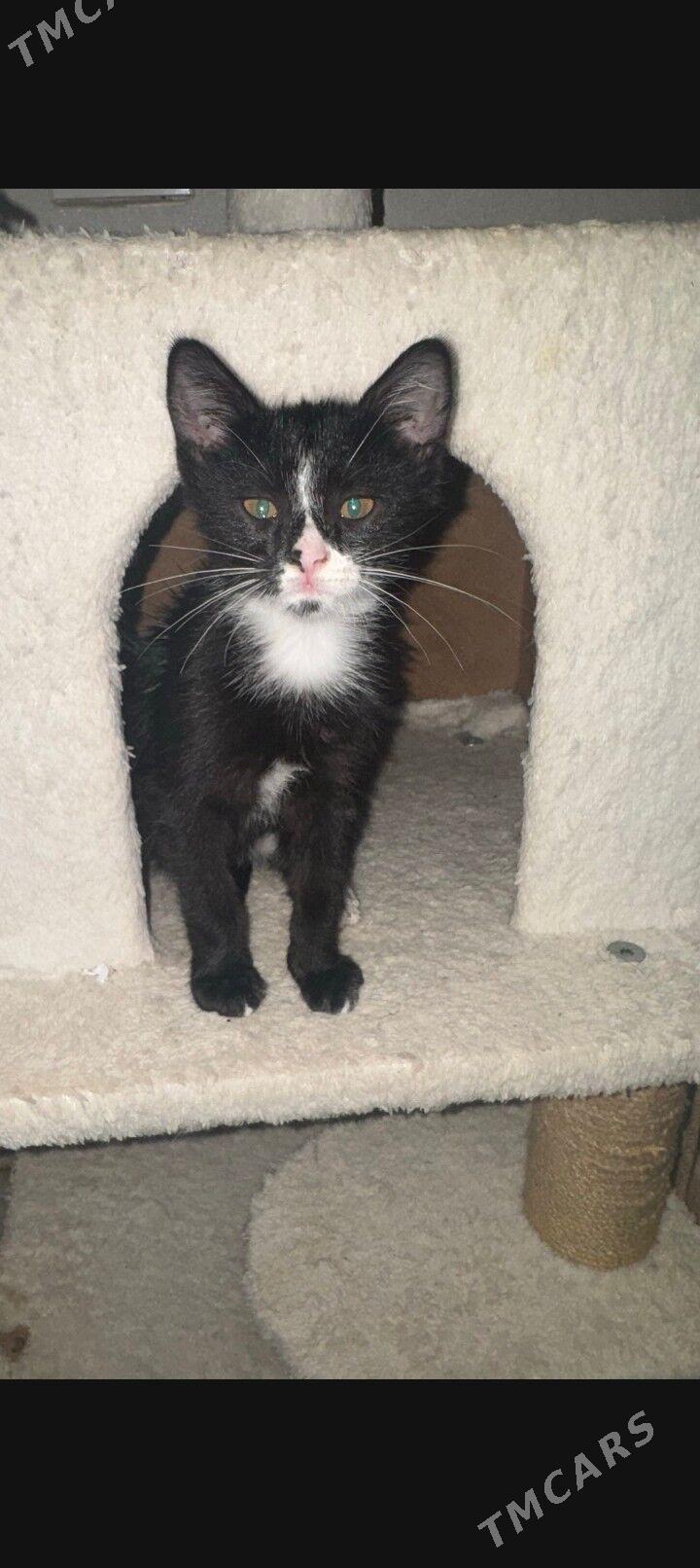 котята - Ашхабад - img 2