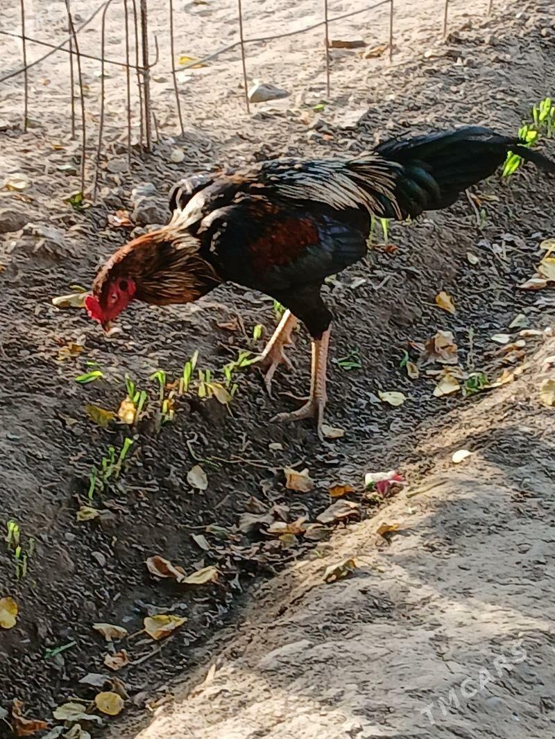 Horaz - Aşgabat - img 2