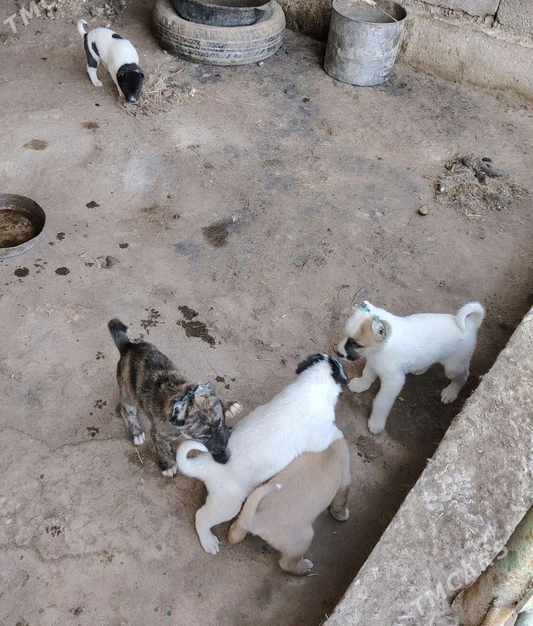 Gibrit gujukler - Дашогуз - img 2