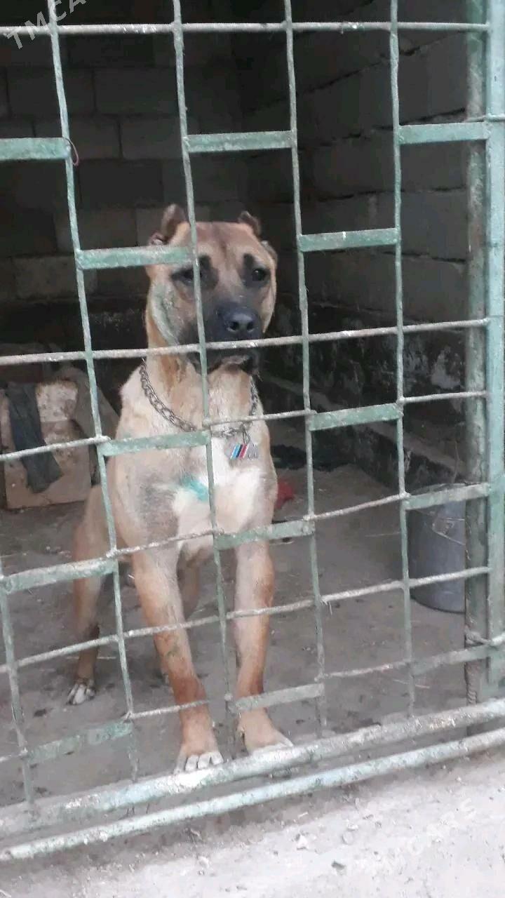 Gibrit gujukler - Дашогуз - img 8