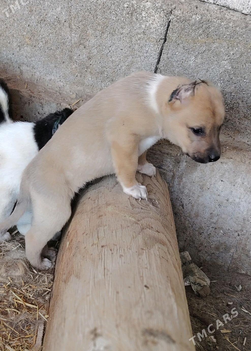 Gibrit gujukler - Дашогуз - img 5