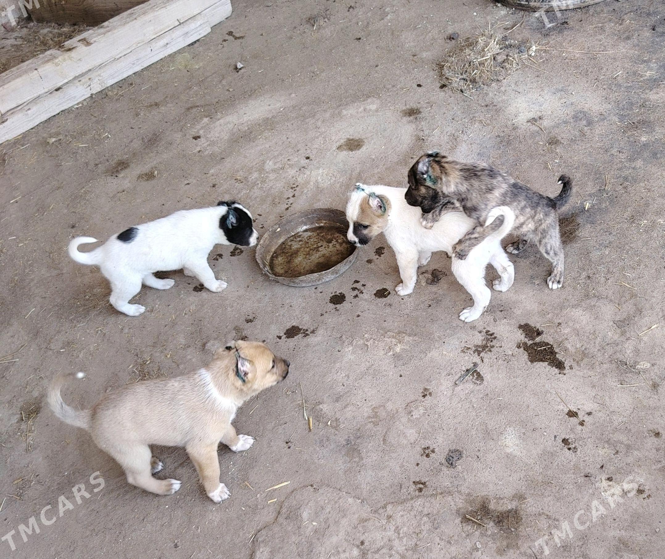 Gibrit gujukler - Дашогуз - img 4