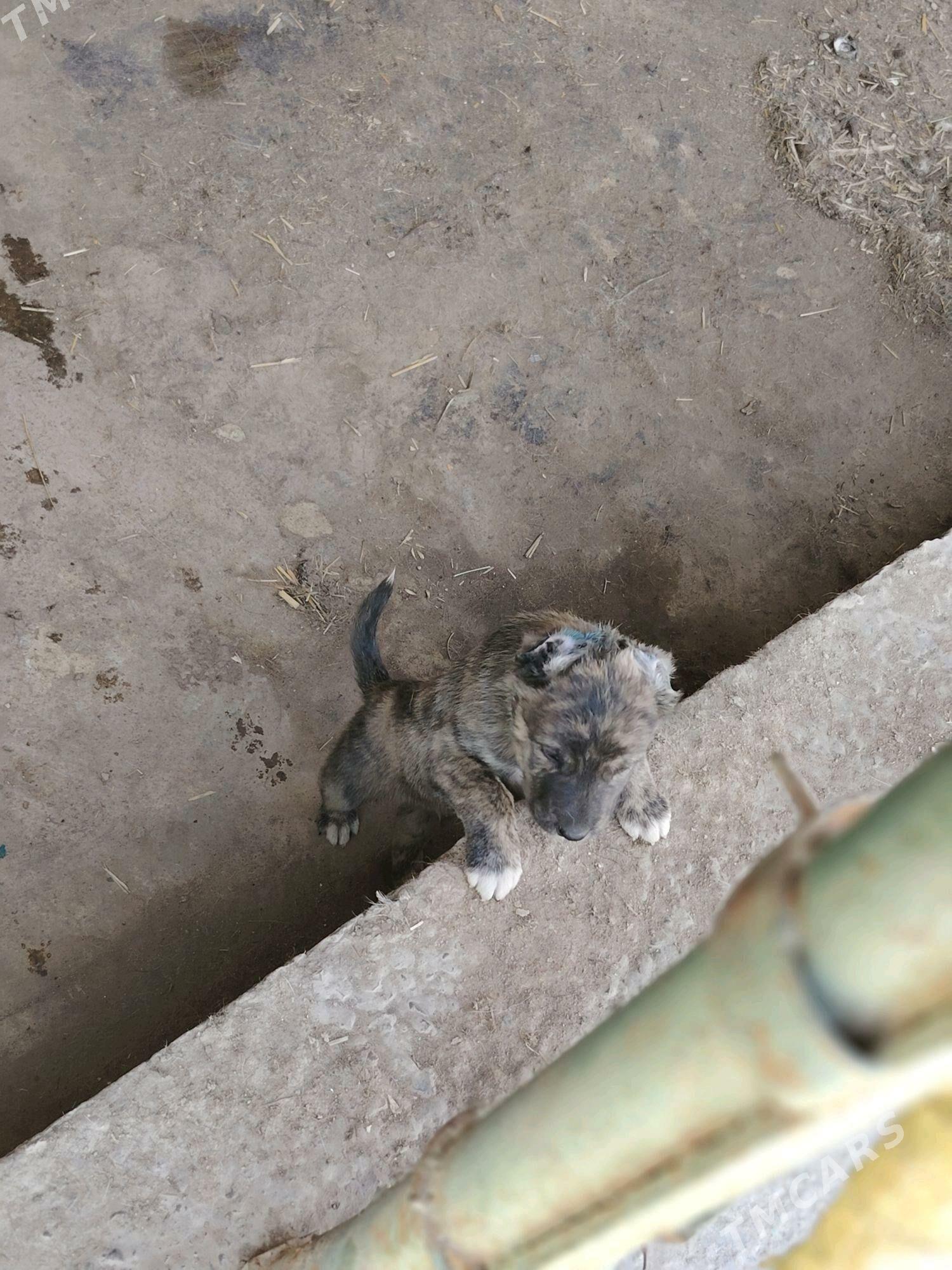 Gibrit gujukler - Дашогуз - img 6