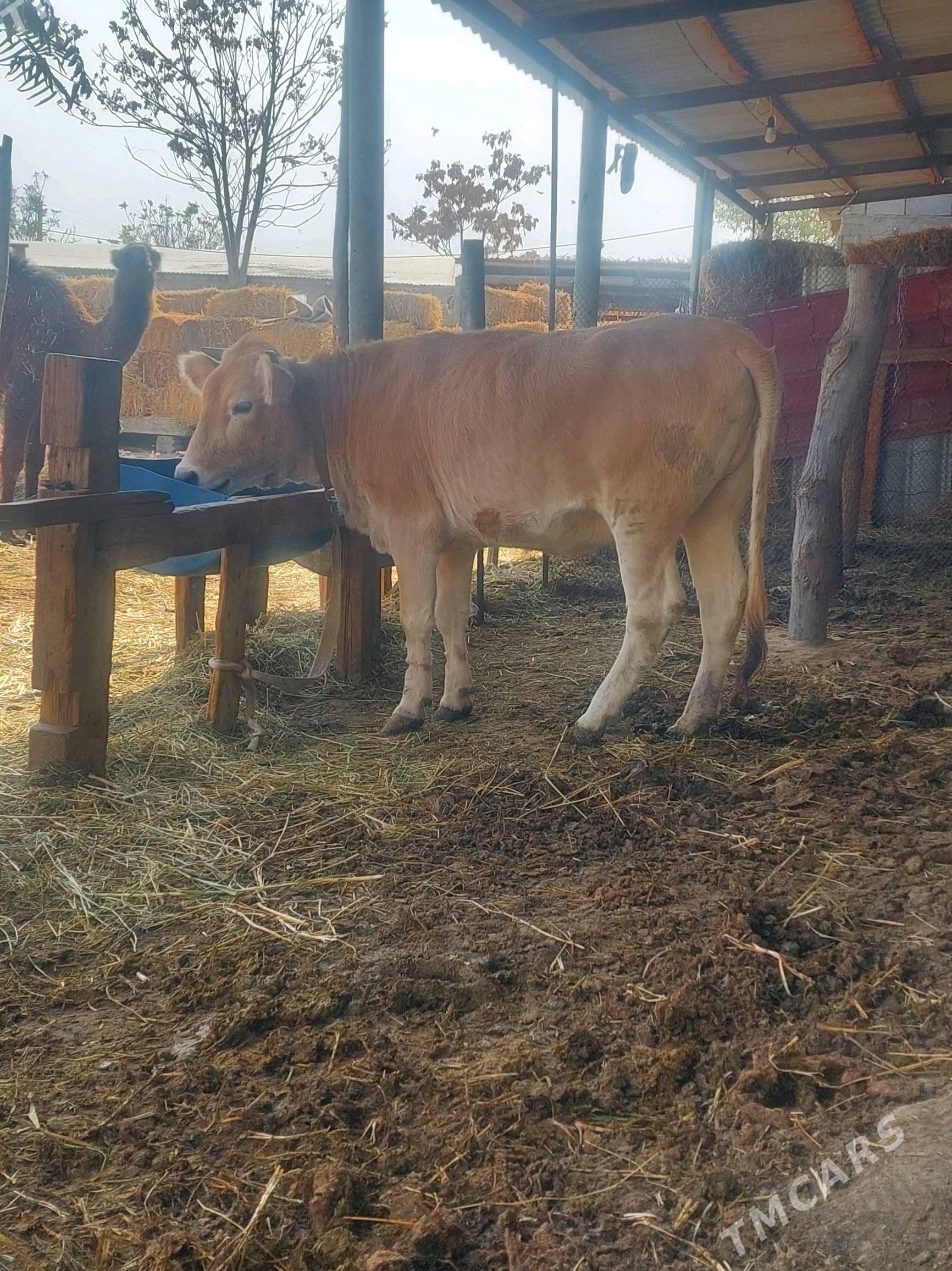 Tuwe - Гёкдепе - img 1