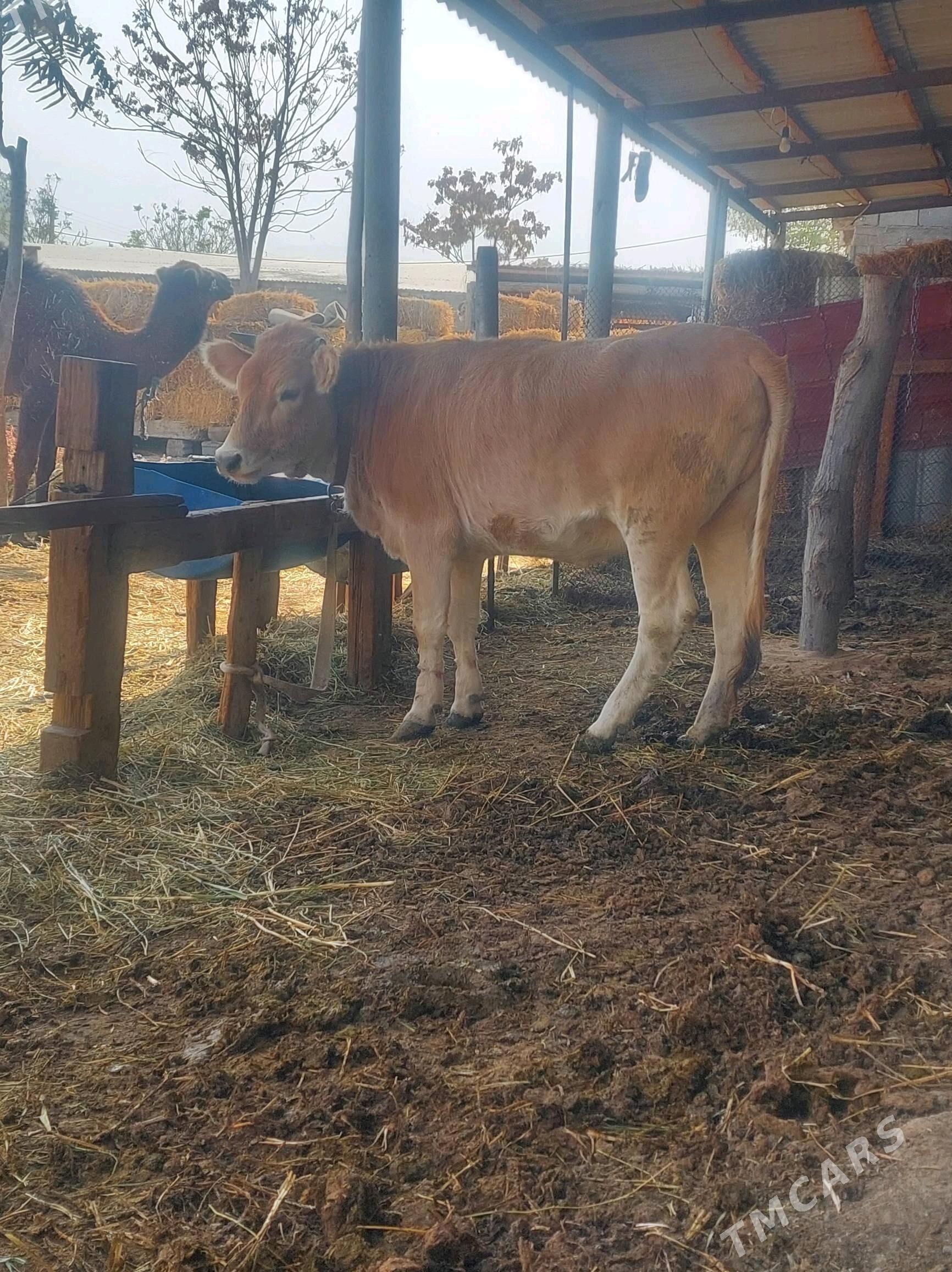 Tuwe - Гёкдепе - img 2