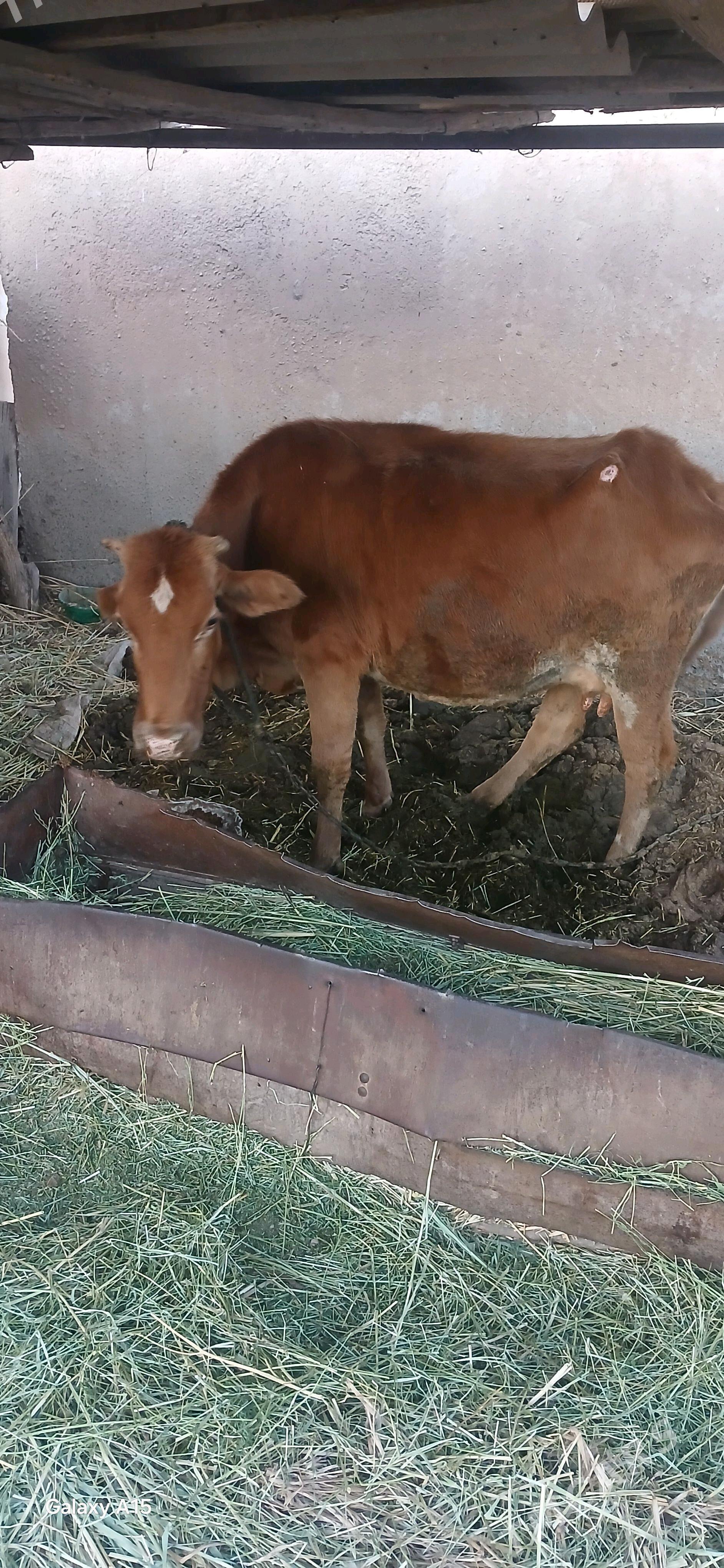 Göleli sygyr - Babadaýhan - img 2