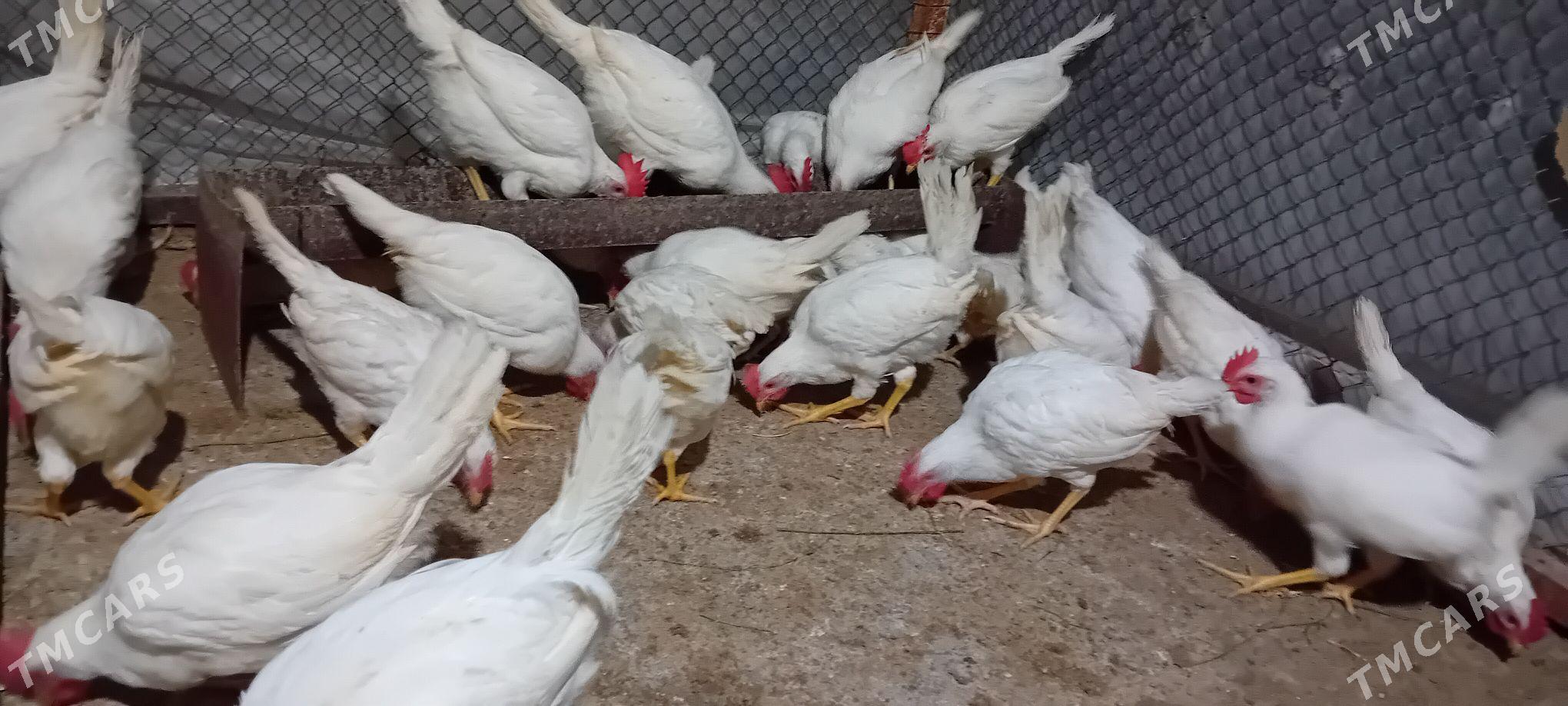 Jüýje - Гёкдепе - img 1