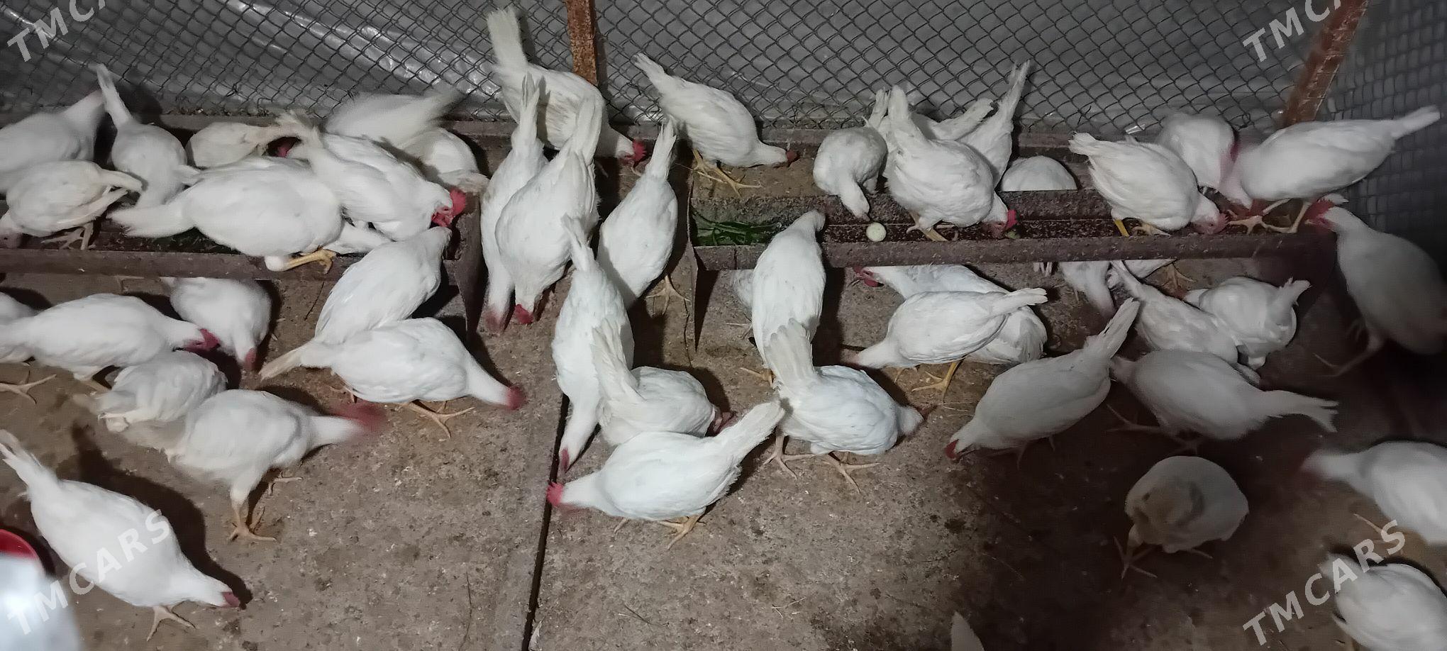 Jüýje - Gökdepe - img 2