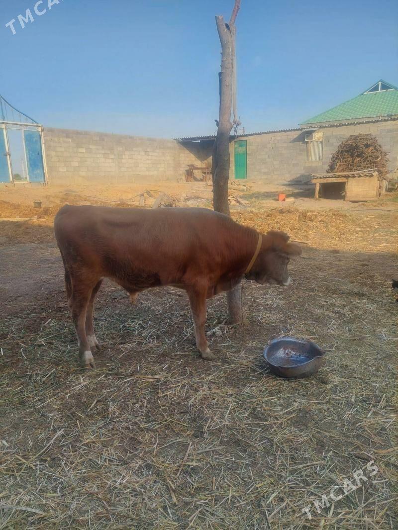 Ökuz - Гёкдепе - img 3