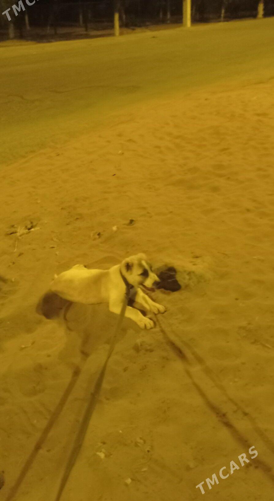 Garagoz - Анев - img 3