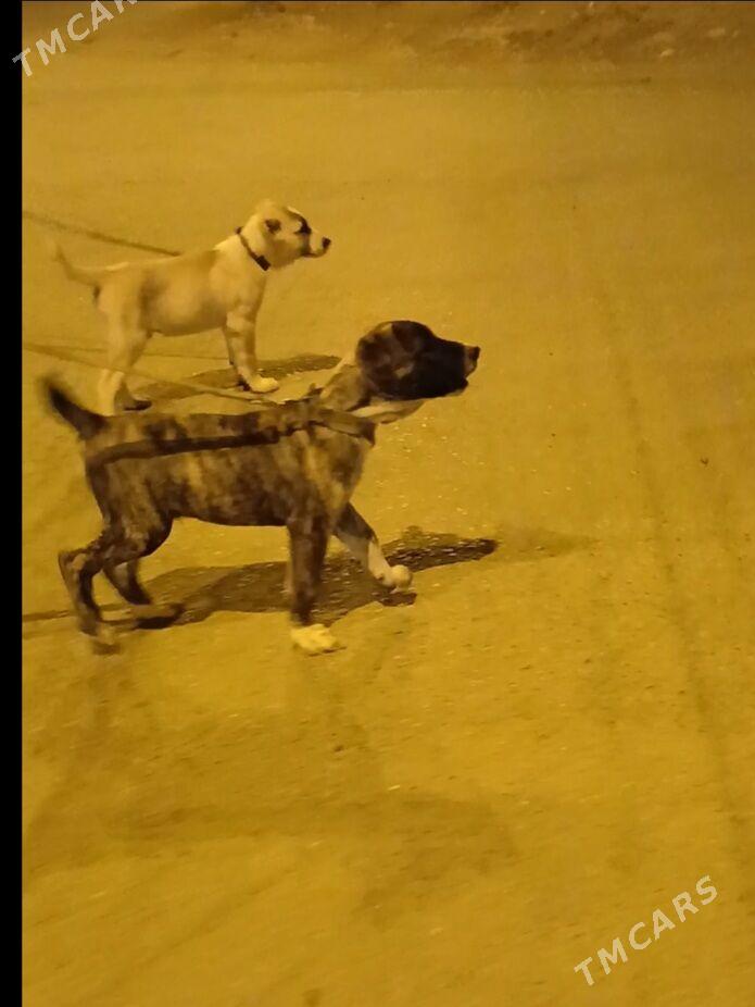 Garagoz - Änew - img 1