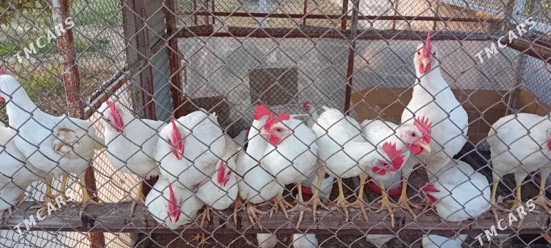 Jüýje - Gökdepe - img 5