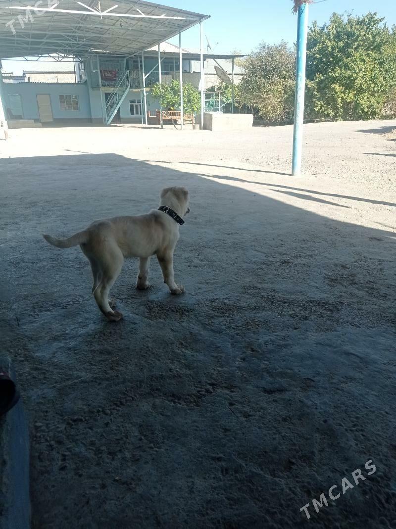 Garagoz - Анев - img 4