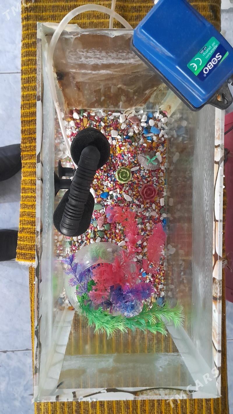 Аквариум Akwarim - Aşgabat - img 2