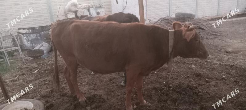 bakylan - Мары - img 2