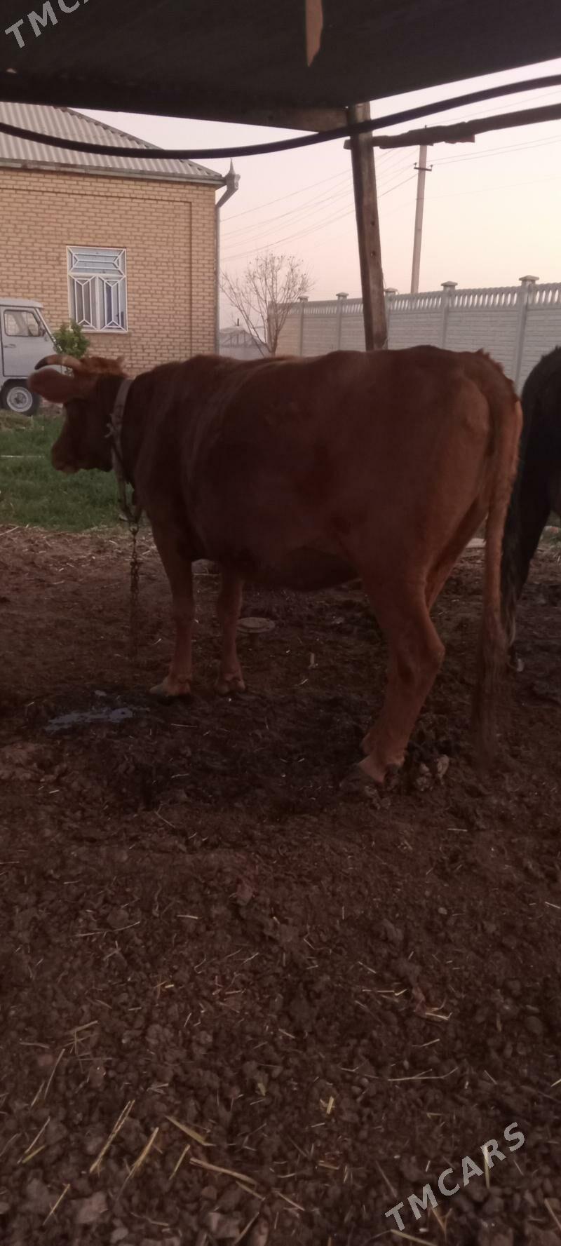 bakylan - Мары - img 3