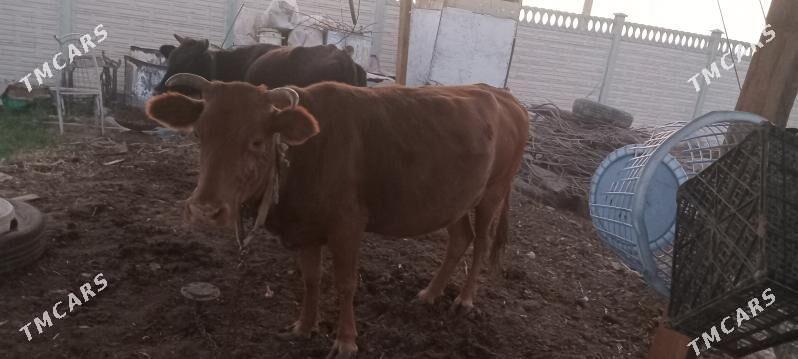 bakylan - Мары - img 4