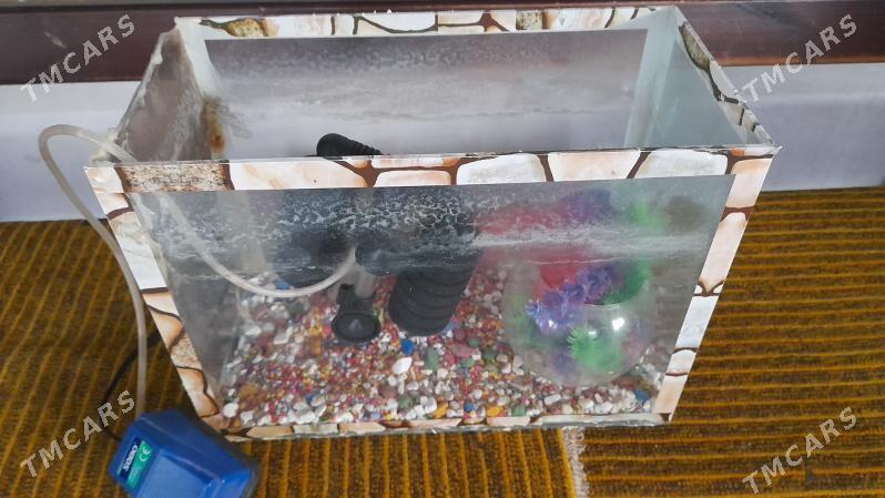 Аквариум Akwarim - Aşgabat - img 3