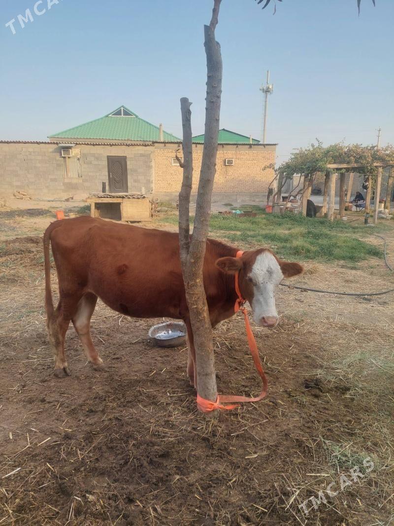 Tuwe - Гёкдепе - img 2