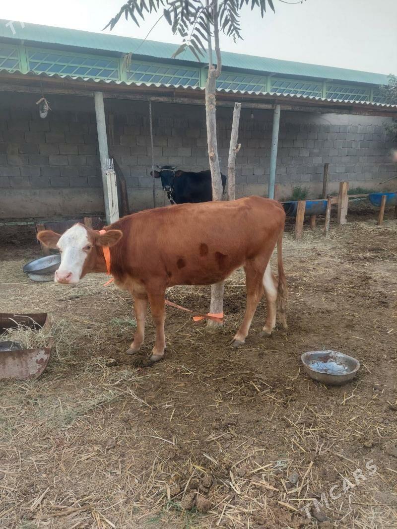 Tuwe - Гёкдепе - img 1