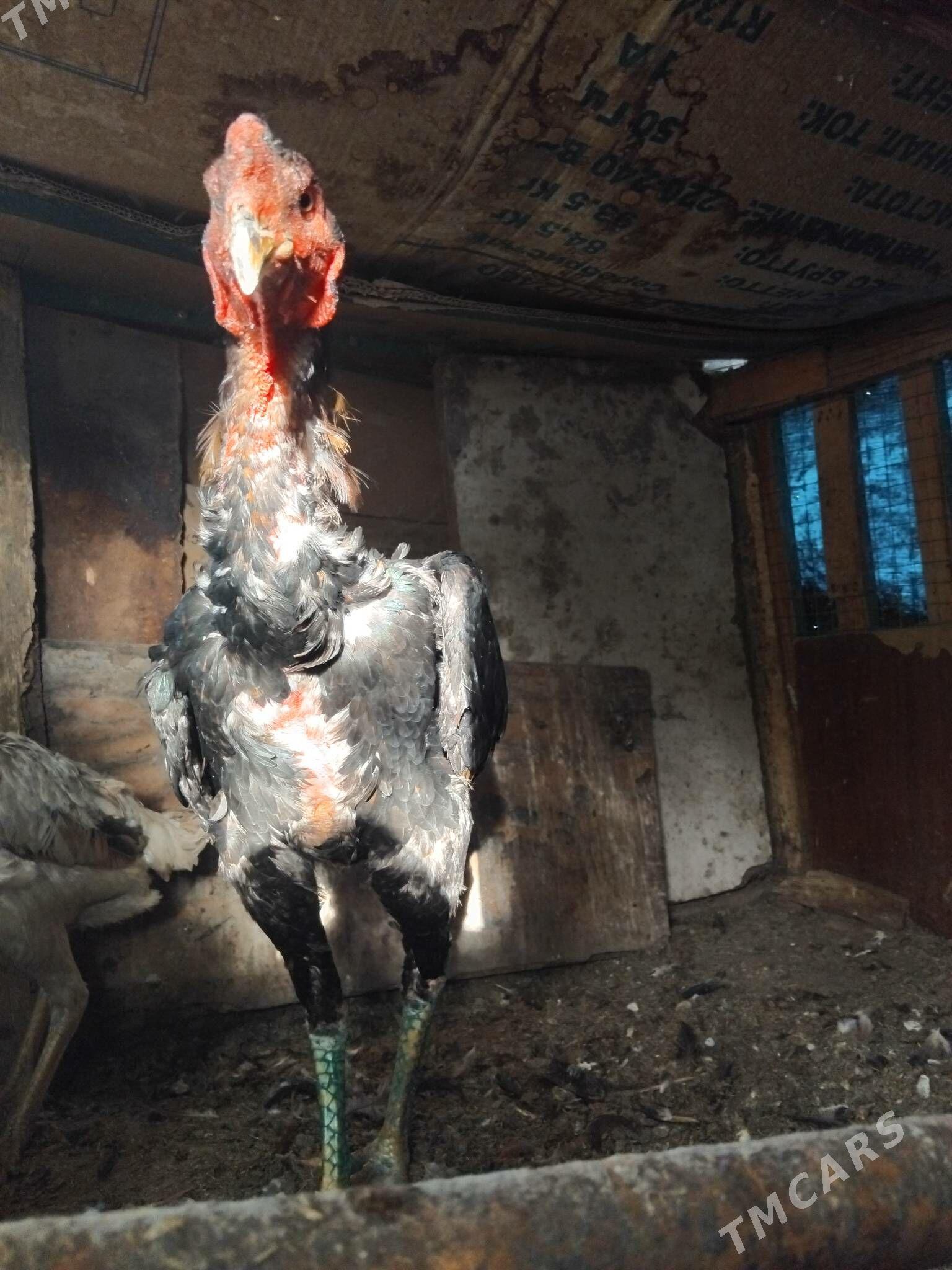 taskent horaz - Кипджак - img 2