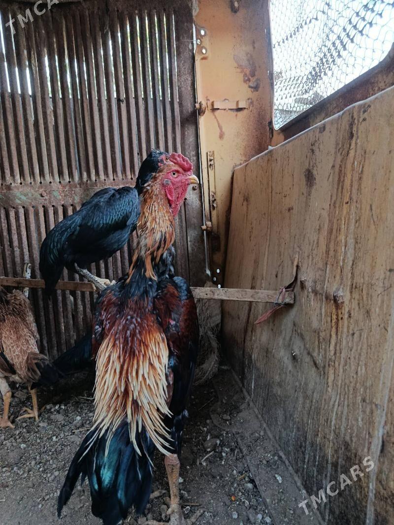 BAYSY HORAZ - Garagum etraby - img 1