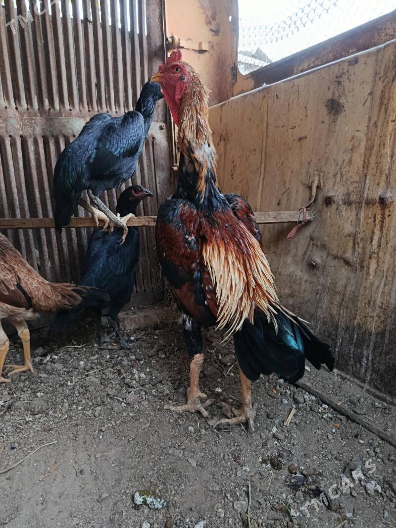 BAYSY HORAZ - Garagum etraby - img 2