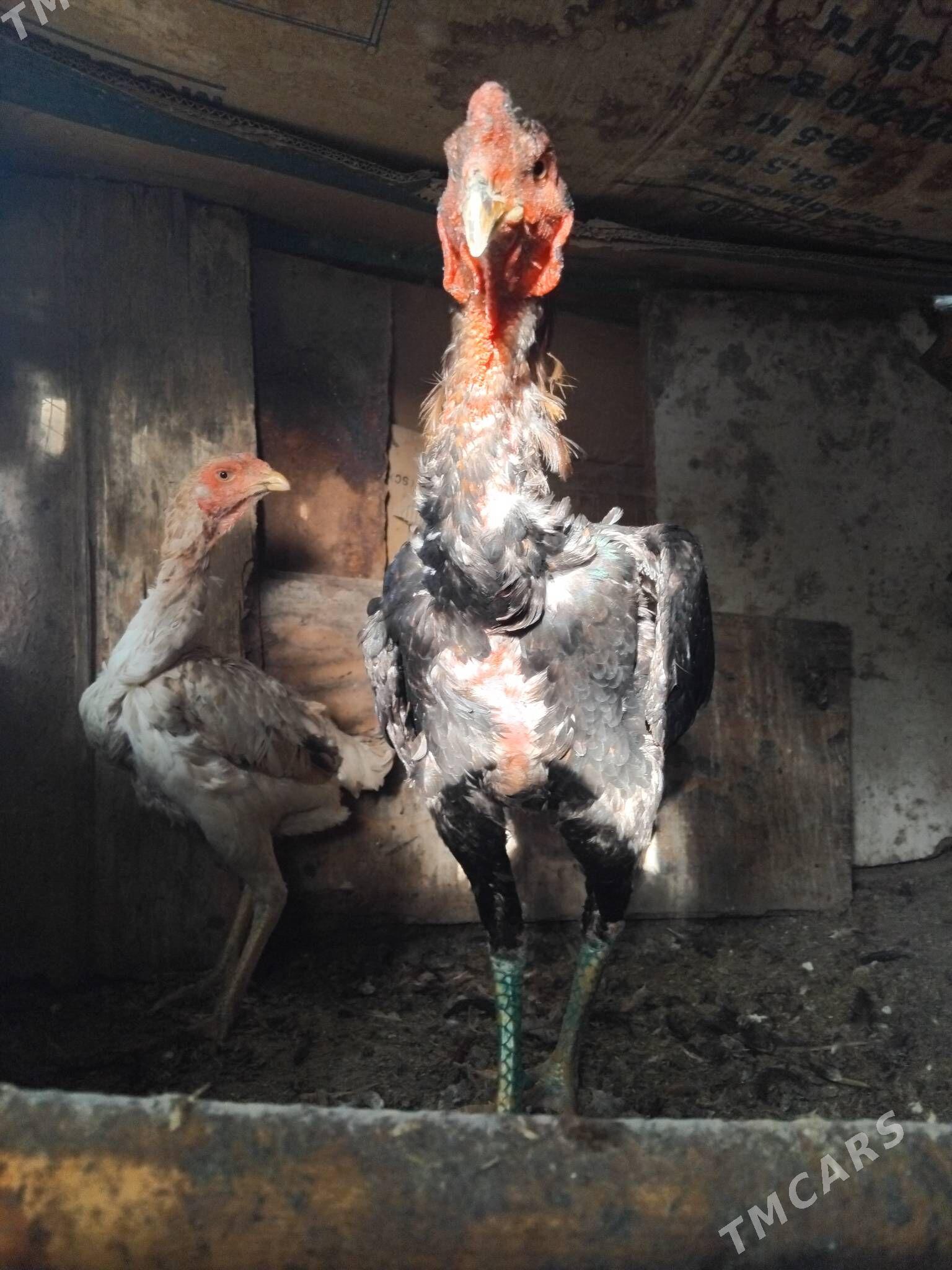 taskent horaz - Кипджак - img 3