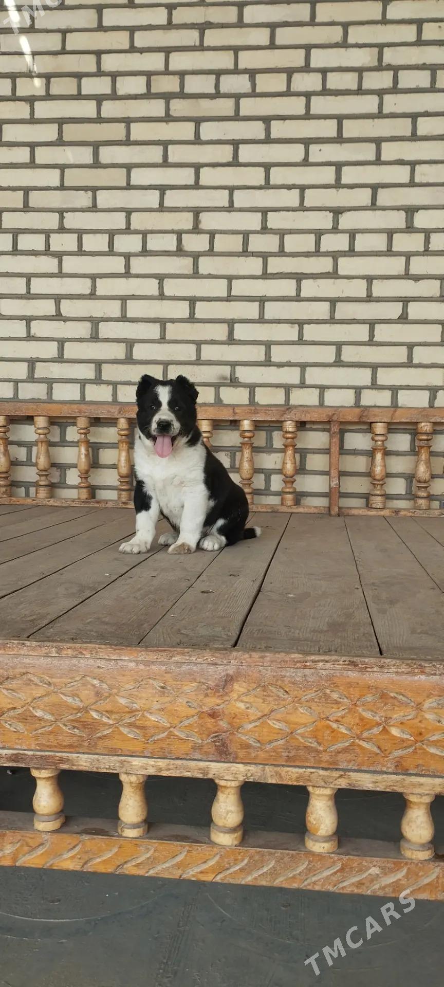 Güjük - Tejen - img 2