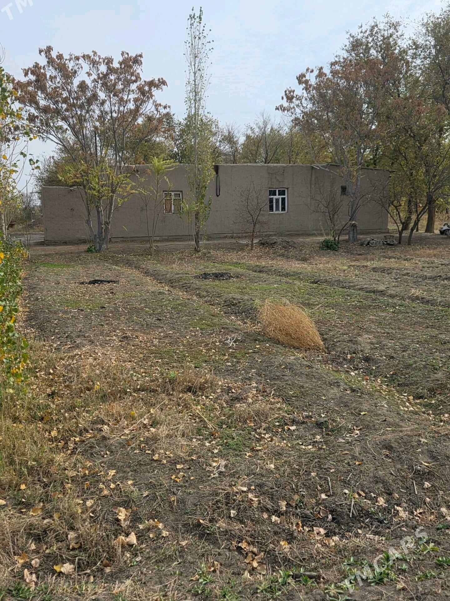 Satlyk jay - Boldumsaz - img 1