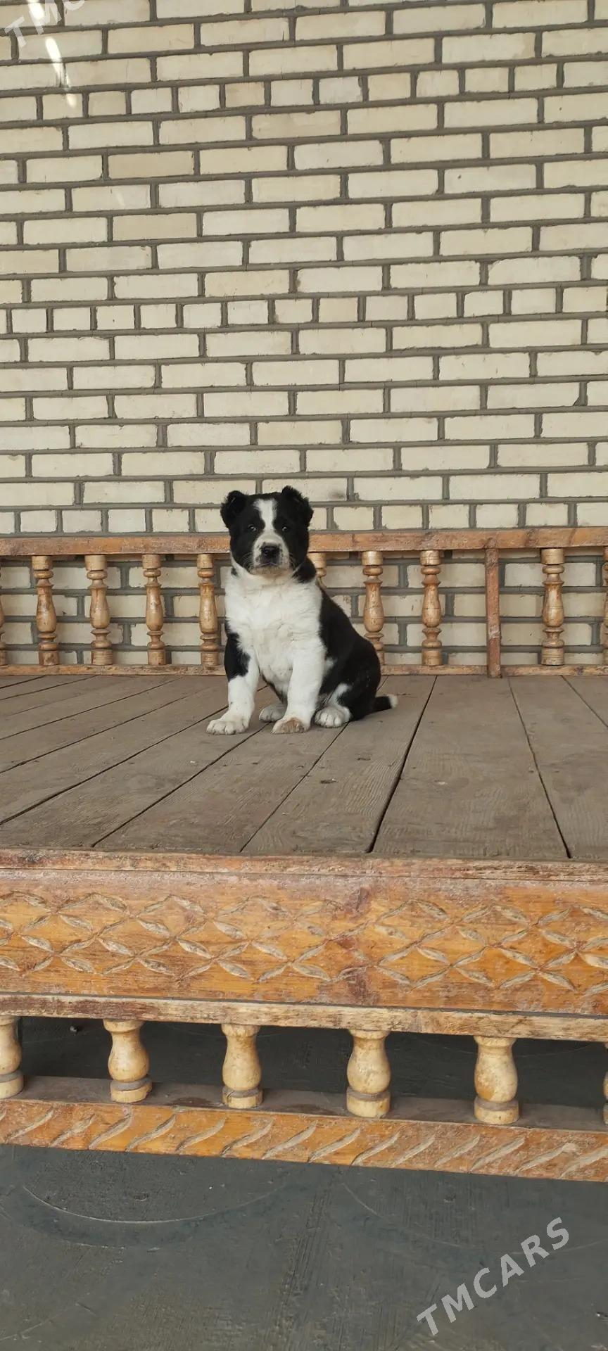 Güjük - Tejen - img 3