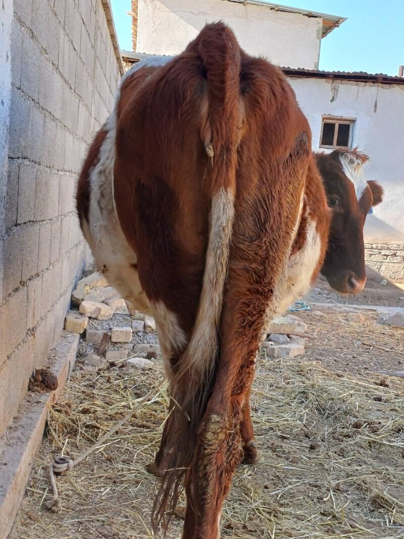 simental gaçar - Шабатский этрап - img 2