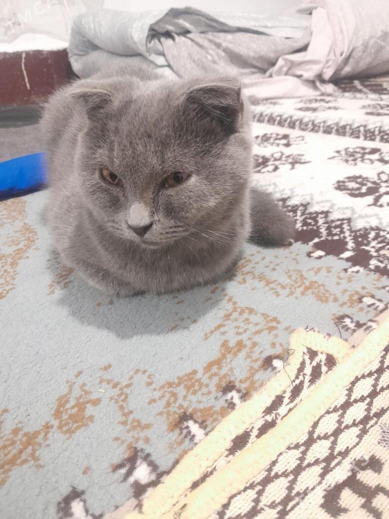 шотландыскы пишик - Parahat 2 - img 1