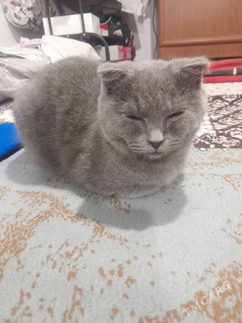 шотландыскы пишик - Parahat 2 - img 2