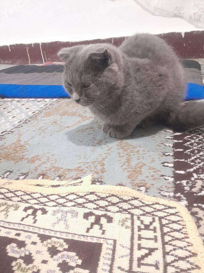 шотландыскы пишик - Parahat 2 - img 4